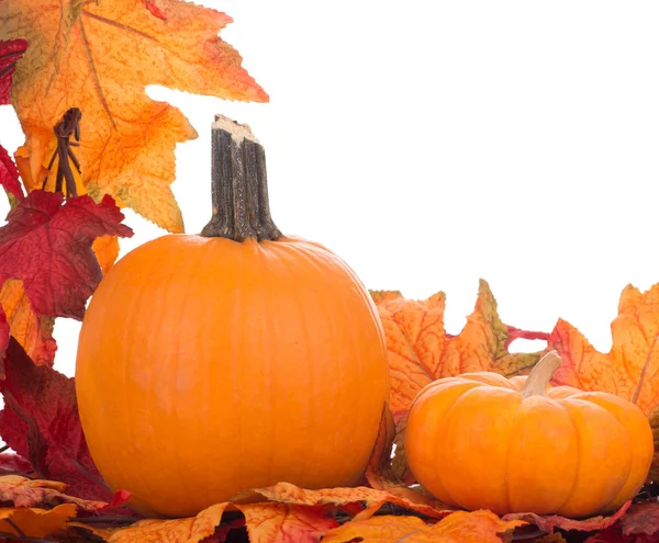 Fall Decoration on White Background — Stock Photo, Image