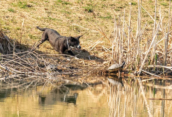 black dog barking at turtles on the river bank in the park