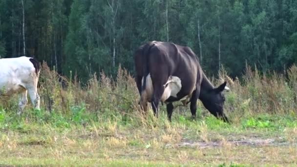 Duas vacas e um bezerro a pastar num relvado perto da floresta. Início do outono perto do rio Volga . — Vídeo de Stock