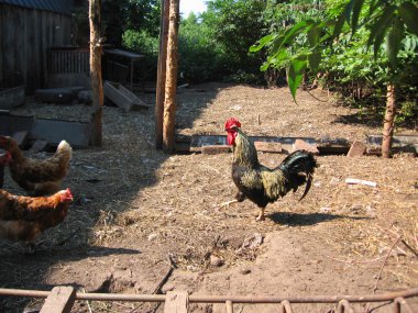 Ukala horoz tavuk kümesi üzerinde adım. Yumurtacı, 