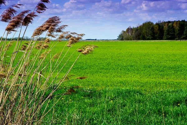 Paisagem rural com prado de grama e cana — Fotografia de Stock