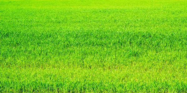 Green spring wheat grass meadow background — Stock Photo, Image