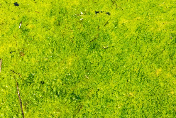 Duckweed verde en el lago sucio - fondo —  Fotos de Stock