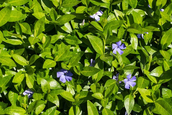 Periwinkle with glossy leaves — Stock Photo, Image