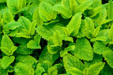 Melissa officinalis bitki yaprakları