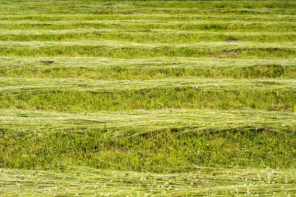 Torrt gräs på äng — Stockfoto