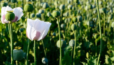 Gelincik somniferum haşhaş 