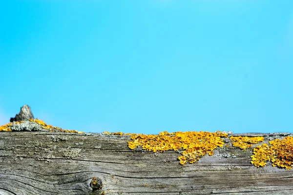 Lichen na staré dřevo — Stock fotografie