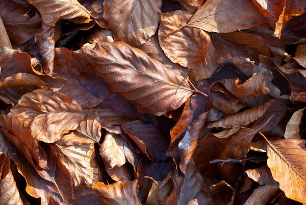 Autumn leaves — Stock Photo, Image