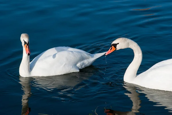 White swans swimming in lake — Stock Photo, Image