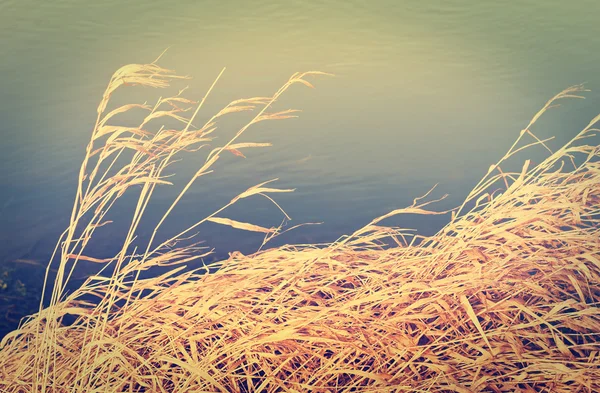 Dry reeds on the bank of river — Stock Photo, Image