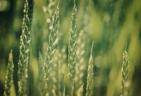 Ears of young wheat — Stock Photo, Image