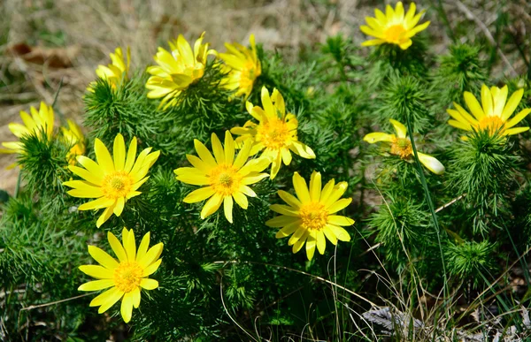 Adonis vernalis — Stock fotografie