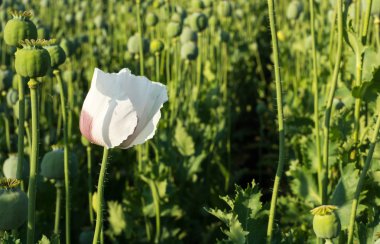 Haşhaş tohumu bitkiler