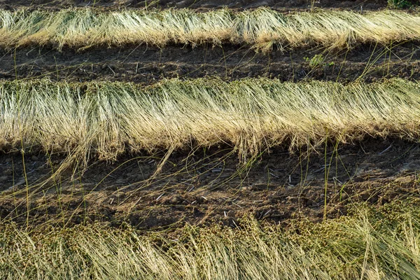 Campo de lino durante la cosecha — Foto de Stock