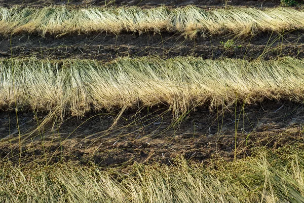 Lin fält under skörd — Stockfoto