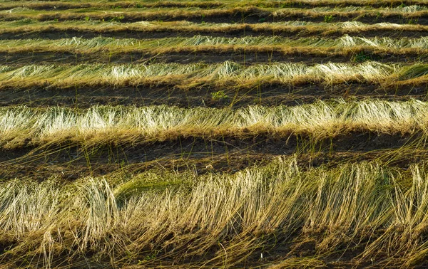 Campo de lino durante la cosecha —  Fotos de Stock