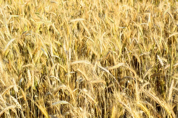 Campo de centeio maduro de ouro — Fotografia de Stock