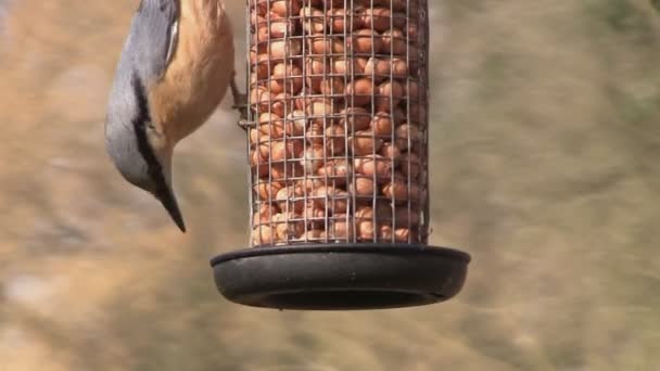 Ein Kleiber, der sich in einem Garten von einigen Nüssen ernährt — Stockvideo