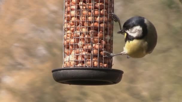 A great tit feeding on some nuts in a garden — Stock Video