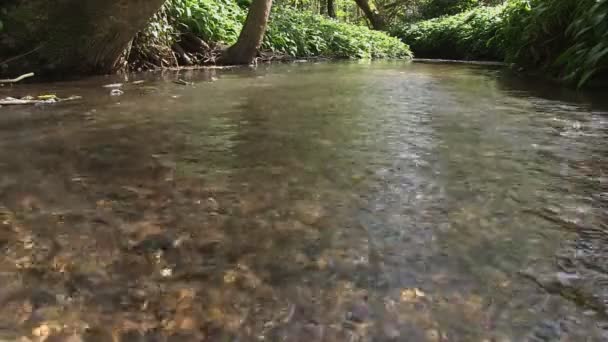 Visão baixa de um fluxo — Vídeo de Stock