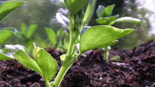 Broad bean plants in a garden — Stock Video