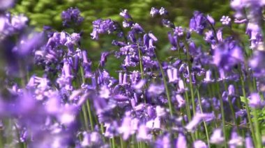 Bluebells (Hyacinthoides sigara-scripta)