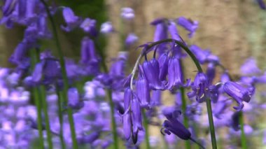 Bluebells (Hyacinthoides sigara-scripta)