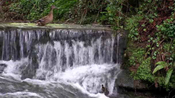 Mallard eendjes probeert te klimmen waterval — Stockvideo