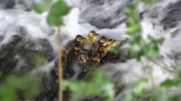 Patitos tratando de subir waterfal — Vídeos de Stock