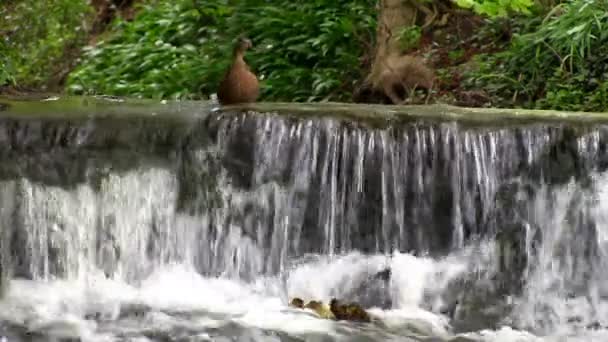 Mallard patitos tratando de subir por la cascada — Vídeos de Stock