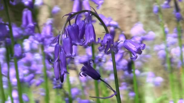 Bluebells (Hyacinthoides non-scripta) — Stockvideo