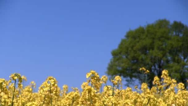 Oliehoudende zaden verkrachting veld — Stockvideo