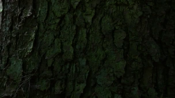 Ситка еловый лес — стоковое видео