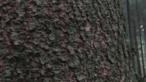 Sweet chestnut tree in sitka spruce forest — Stock Video