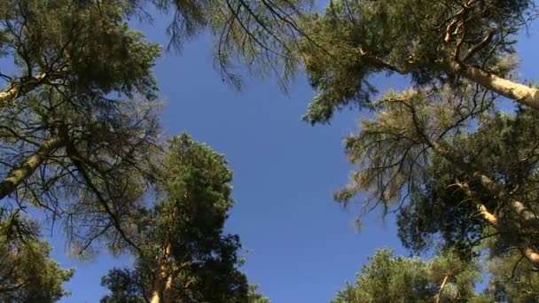 Entre los árboles en Bromlow Callow, Shropshire — Vídeo de stock