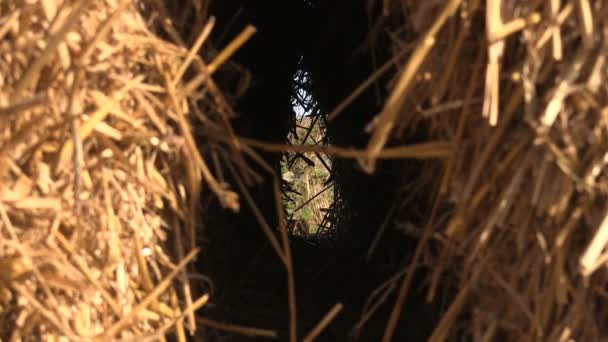 Looking at a hedge between two hay bales — Stock Video