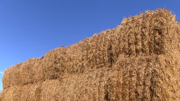 イングランド、シュロップシャー州フィールドで干し草の俵のスタック — ストック動画