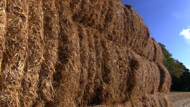 イングランド、シュロップシャー州フィールドで干し草の俵のスタック — ストック動画