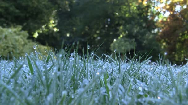 Caminar a través de la hierba cubierta de escarcha en una fría mañana de otoño — Vídeos de Stock