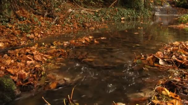 Hojas de otoño flotando por un arroyo — Vídeo de stock