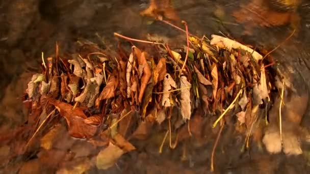 Um backup de folhas de outono em um fluxo — Vídeo de Stock