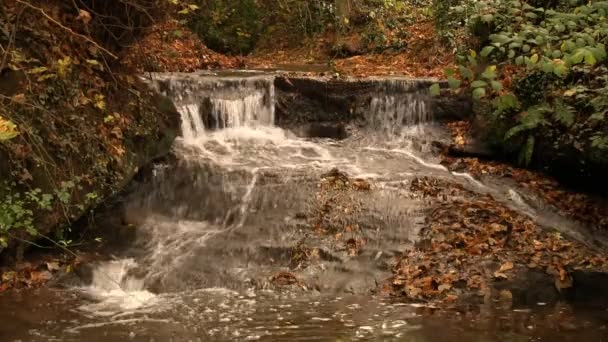 A waterfall in Autumn — Stock Video