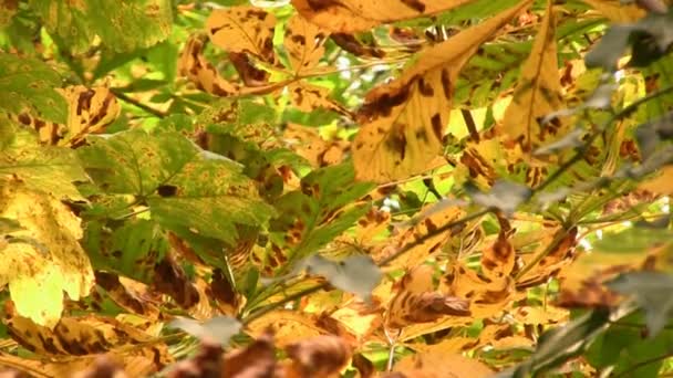 Hästkastanj träd lämnar med Leaf gruvarbetare skador — Stockvideo