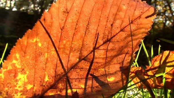 Ήλιο που λάμπει μέσα από ένα φθινοπωρινό φύλλο — Αρχείο Βίντεο