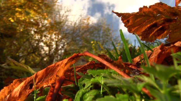 Hojas de otoño en el suelo — Vídeos de Stock