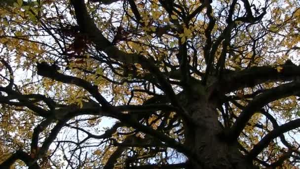 Horse Chestnut tree in Autumn — Stock Video