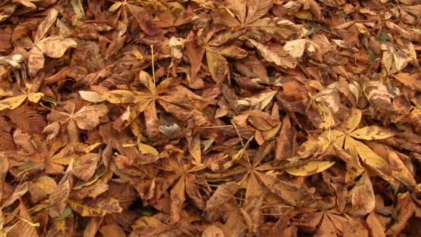 Una alfombra de hojas de otoño — Vídeos de Stock