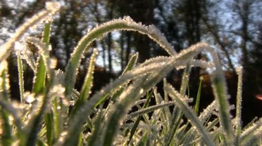 Frost çim kaplı soğuk bir sonbahar sabahı