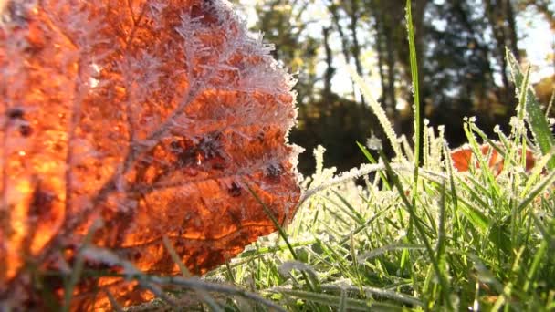 Hojas de otoño en el suelo — Vídeo de stock